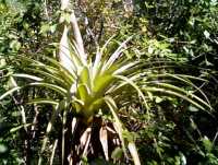 [Click for larger view of Air Plant]