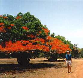 [flame tree]