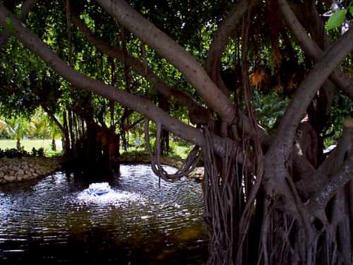 [Click to enlarge Banyan tree]