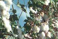 [Click to view entire cotton 'tree']