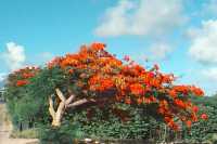 [Click to enlarge flame tree]